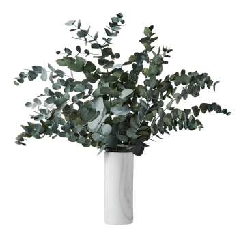 Eucalyptus+cinerea+in+vase_F-removebg.png
