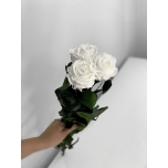 White rose 55 cm