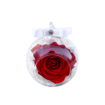 Roosikuul punase roosiga