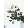 02909-GN-Silver-Dollar-Eucalyptus-4_x1200_progressivell.jpg