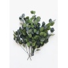 02909-GN-Silver-Dollar-Eucalyptus_x1200_progressivekk.jpg