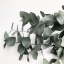 Eucalyptus-cinerea-2.jpg